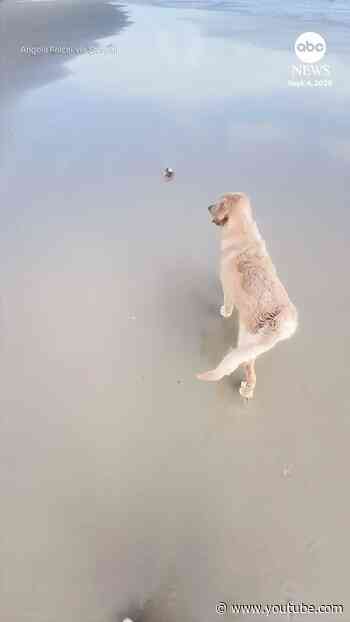 Dog immediately regrets getting too close to crab