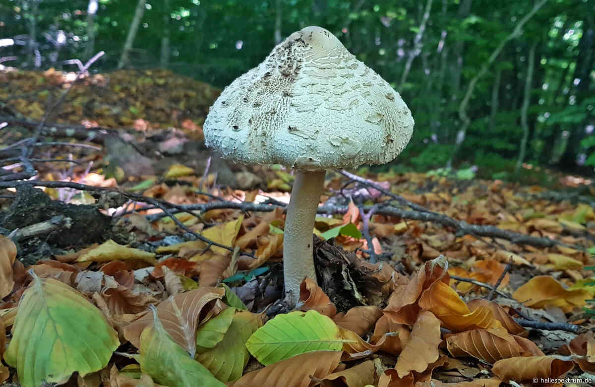 Mit AHA und NABU Pilze suchen in der Dölauer Heide