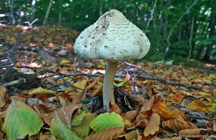 Mit AHA und NABU Pilze suchen in der Dölauer Heide