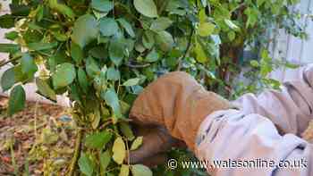 Roses will flower beautifully in spring if you do 1 task Monty Don recommends now