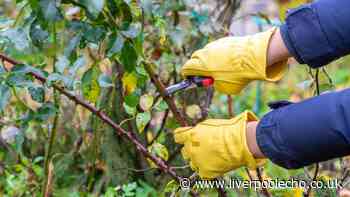 Monty Don urges gardeners to prioritise 1 task in October for blooming roses