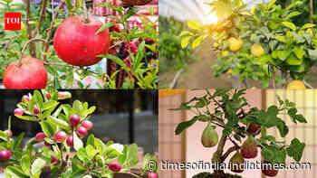 7 fruit trees that can grow in small pots: Easy options for a compact home garden