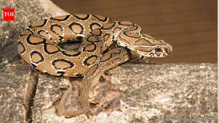 How to identify the Russell Viper snake: The sound behind the warning, why the hiss can be so intimidating