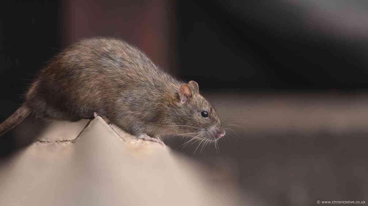 The simple £1 test rat experts say everyone should do in their homes this October