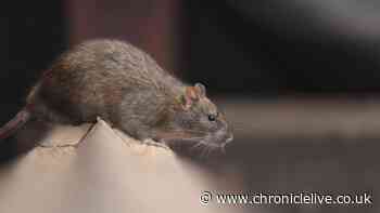 The simple £1 test rat experts say everyone should do in their homes this October