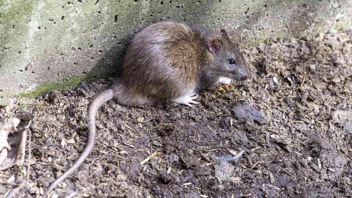 „Rattiges Rathaus“ in Altona: Politikerin beobachtet scharenweise Schädlinge