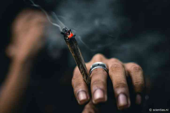 Paniek van cannabis? “Het hangt af van de dosis, de omgeving en hoe je in je vel zit”