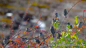 Birds will be flocking to your garden within 5 minutes of placing £10 Argos item outside