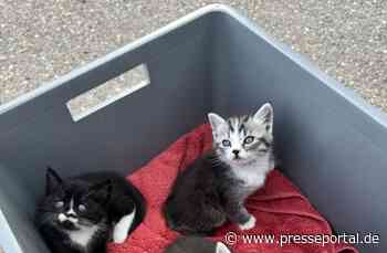 BPOLI-WEIL: Katzenbabys im Zug ausgesetzt