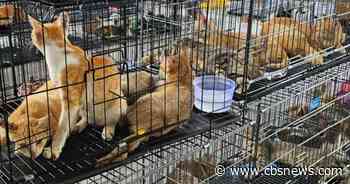 Cat-stealing ring that took 2,700 pets for food busted by police