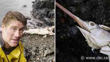 A swordfish was found on Haida Gwaii. Will more follow?