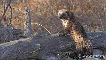 Even low levels of backcountry recreation linked to fewer wolverines, study finds