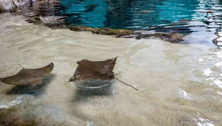 Ubuntu 'Stonking Stingray' beta swims out: Deeper Rust 'oxidization' plus LLM speech-to-text