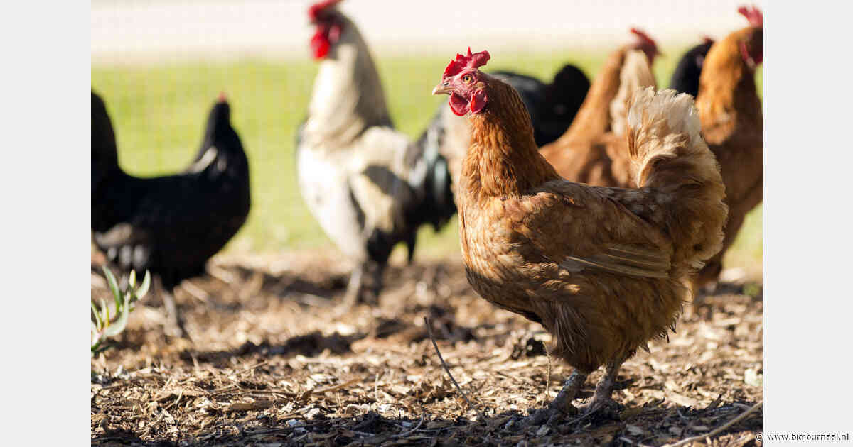 Vogelgriep vastgesteld bij Belgische hobby-pluimveehouder