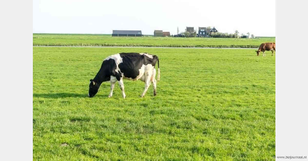Meer gras in rantsoen hangt samen met lager stikstofoverschot, vooral op biologische bedrijven