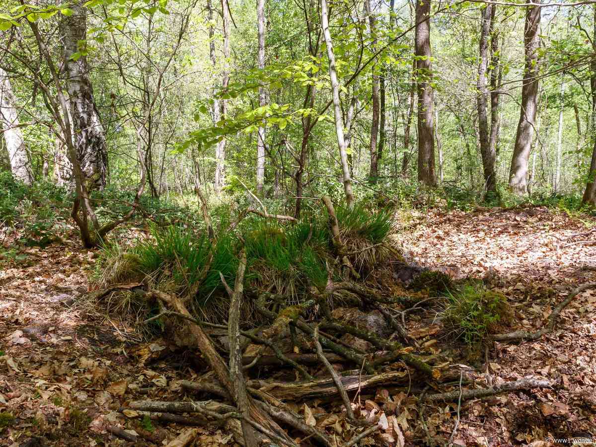 In Lohmar finden Schüler Geld und Gold im Wald