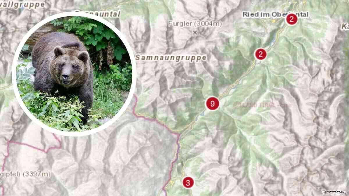 „Vier meiner Tiere zerfleischt“: In Tirols Bären-Hotspot geht die Angst um