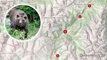 „Vier meiner Tiere zerfleischt“: In Tirols Bären-Hotspot geht die Angst um