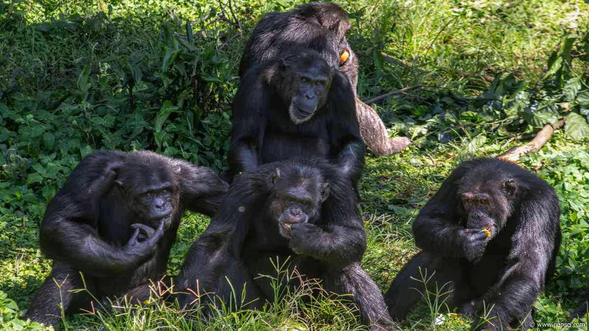 Chimpanzees steal less pineapple from their friends