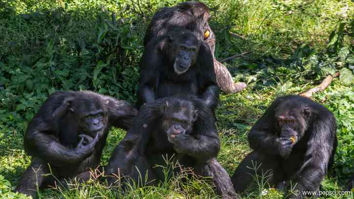 Chimpanzees steal less pineapple from their friends
