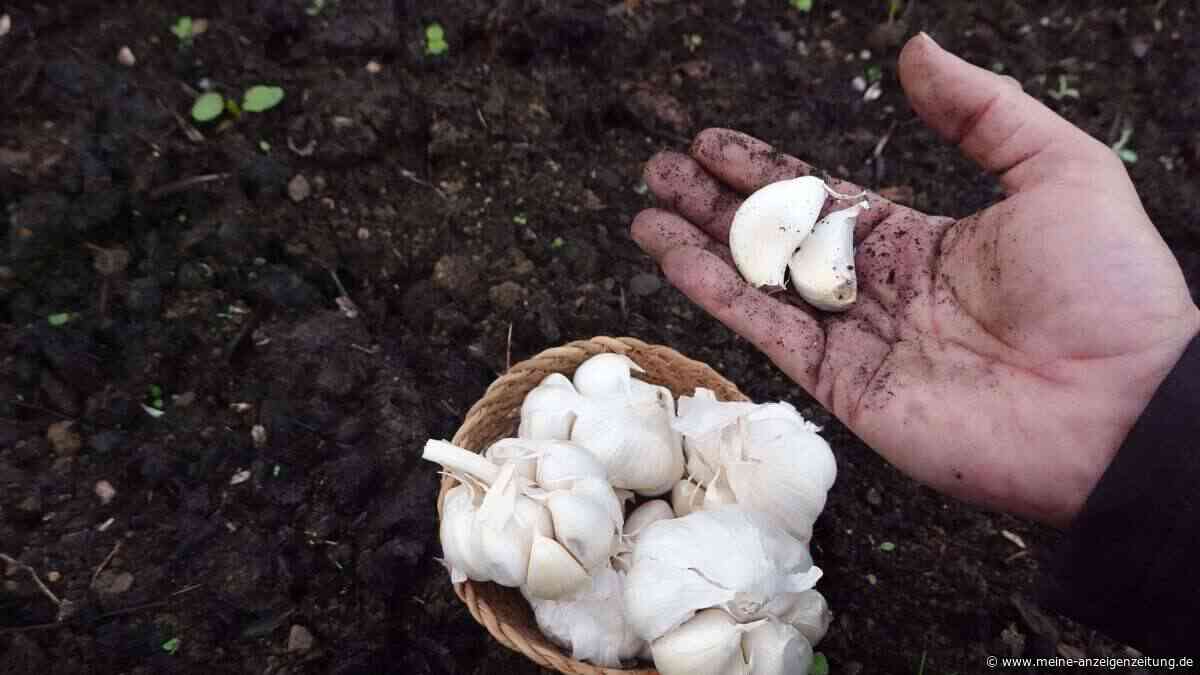 Jetzt stecken, im Sommer ernten: Darum lohnt sich Winterknoblauch im eigenen Garten