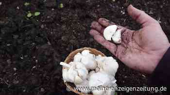 Jetzt stecken, im Sommer ernten: Darum lohnt sich Winterknoblauch im eigenen Garten
