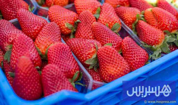 حقول هويلبا تستقبل العمال المغاربة