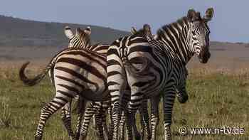 30 Menschen an Bord: Flugzeug muss nach Kollision mit Zebra Bauchlandung absolvieren