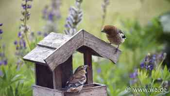 Warum Sie diese Frucht jetzt unbedingt ins Vogelhäuschen legen sollten