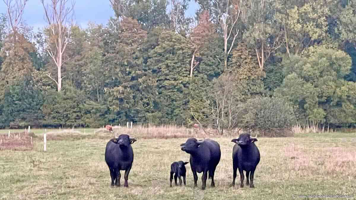 Erstes Wasserbüffel-Baby in Dorfen geboren – mit 20 Kilo