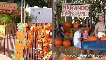 Here are South Florida pumpkin patches to visit this fall