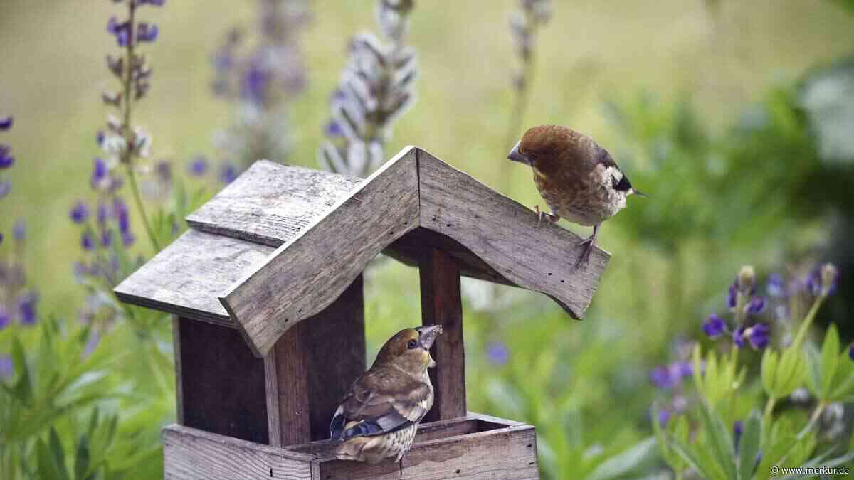 Warum Sie diese Frucht jetzt unbedingt ins Vogelhäuschen legen sollten