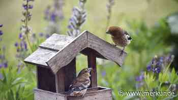 Warum Sie diese Frucht jetzt unbedingt ins Vogelhäuschen legen sollten