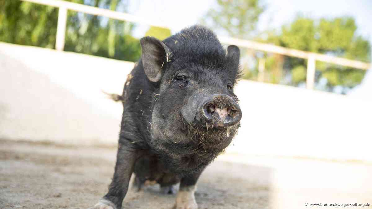 Nicht genug Auslauf? Schwein muss aus Berliner Wohnung ausziehen