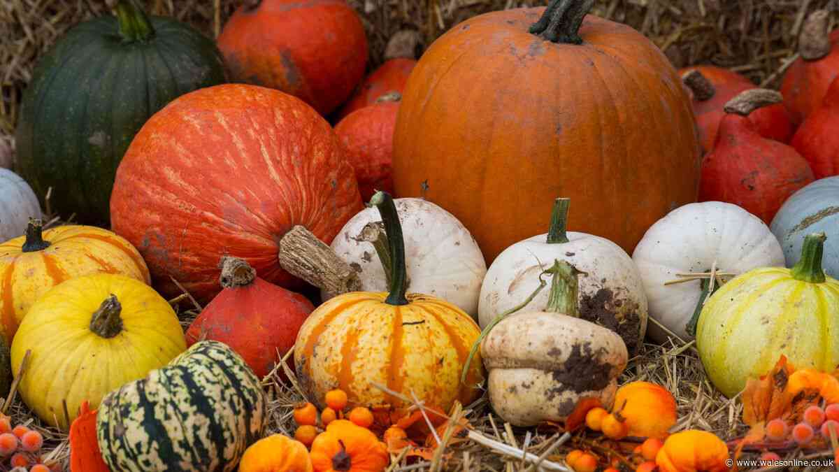 Pumpkin patches near Cardiff you can still book before Halloween