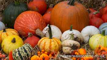 Pumpkin patches near Cardiff you can still book before Halloween