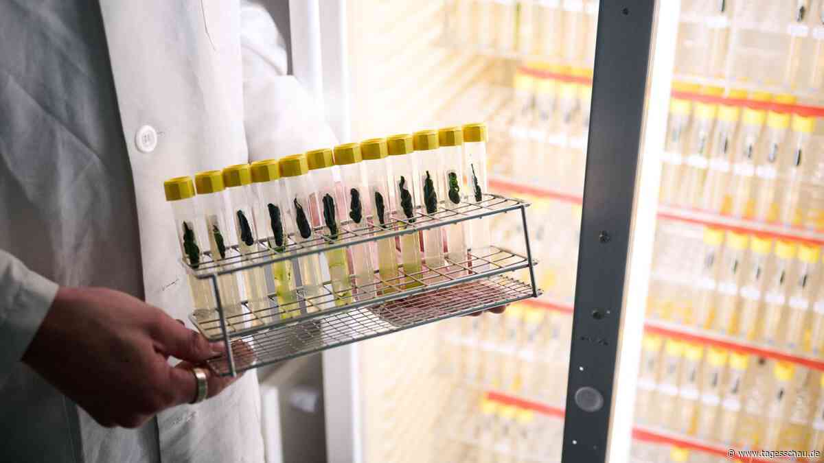 Optogenetik: Medizin-Nobelpreis für den Lichtschalter im Gehirn