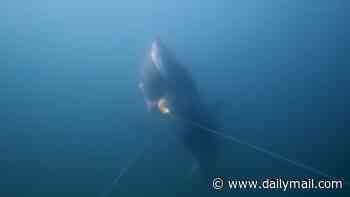 Now that's what you call fast food! Watch the moment a great white shark snatches a fish from a line off Cape Cod