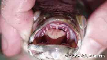 Predatory fish that walks on land spreads to new US states as officials urge locals to cut their heads off