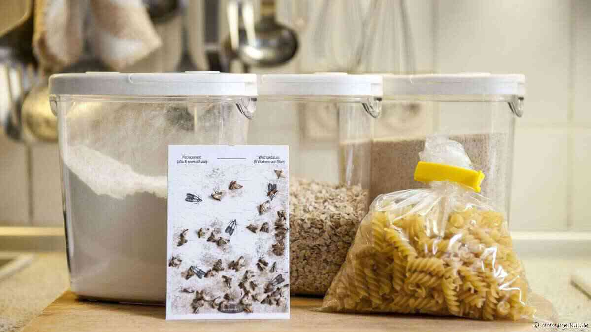 Ekel-Fund in Haferflocken und Nudeln: Warum sich Motten und Käfer selbst in den saubersten Küchen ausbreiten