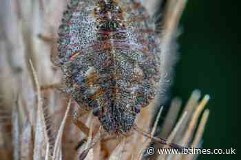 UK Rail Cancellations Spark Bedbug Panic: Why Commuters Fear Infestation More Than Delays