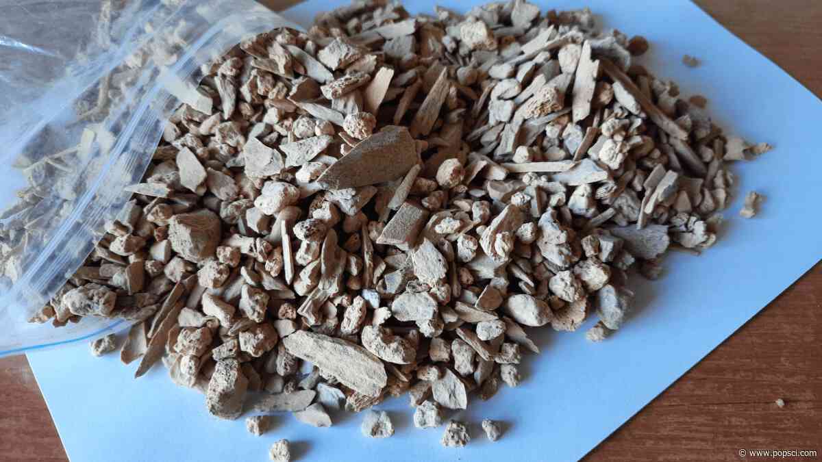 Extinct ice age bovine discovered in Siberian cave