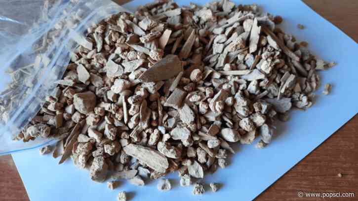 Extinct ice age bovine discovered in Siberian cave