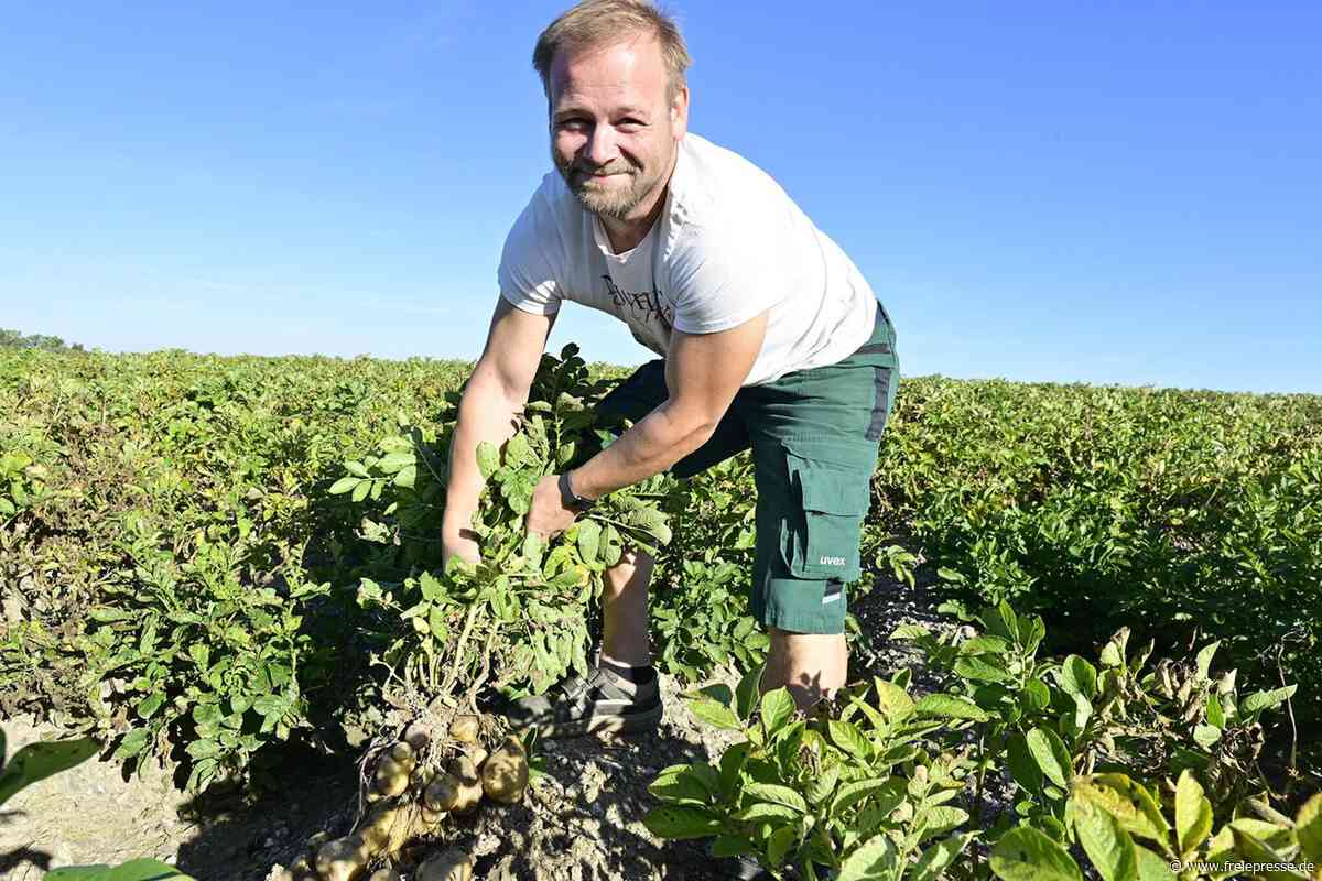 Ernteschock für Kartoffelbauern im Vogtland: Ein Drittel weniger Ertrag als im Vorjahr