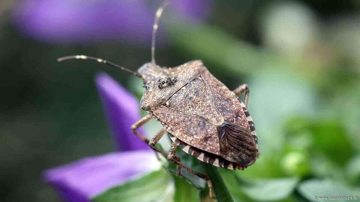 Stinkwanzen-Invasion im Herbst: Dieser Fehler sorgt erst recht für Gestank