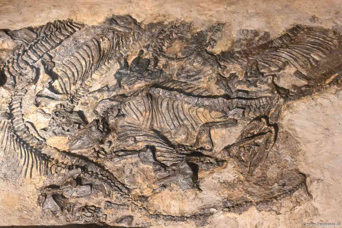 Sechs Skelette auf einmal: Chemnitzer Museum besitzt jetzt das wichtigste Fossil Sachsens