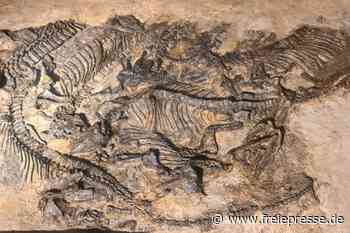 Sechs Skelette auf einmal: Chemnitzer Museum besitzt jetzt das wichtigste Fossil Sachsens
