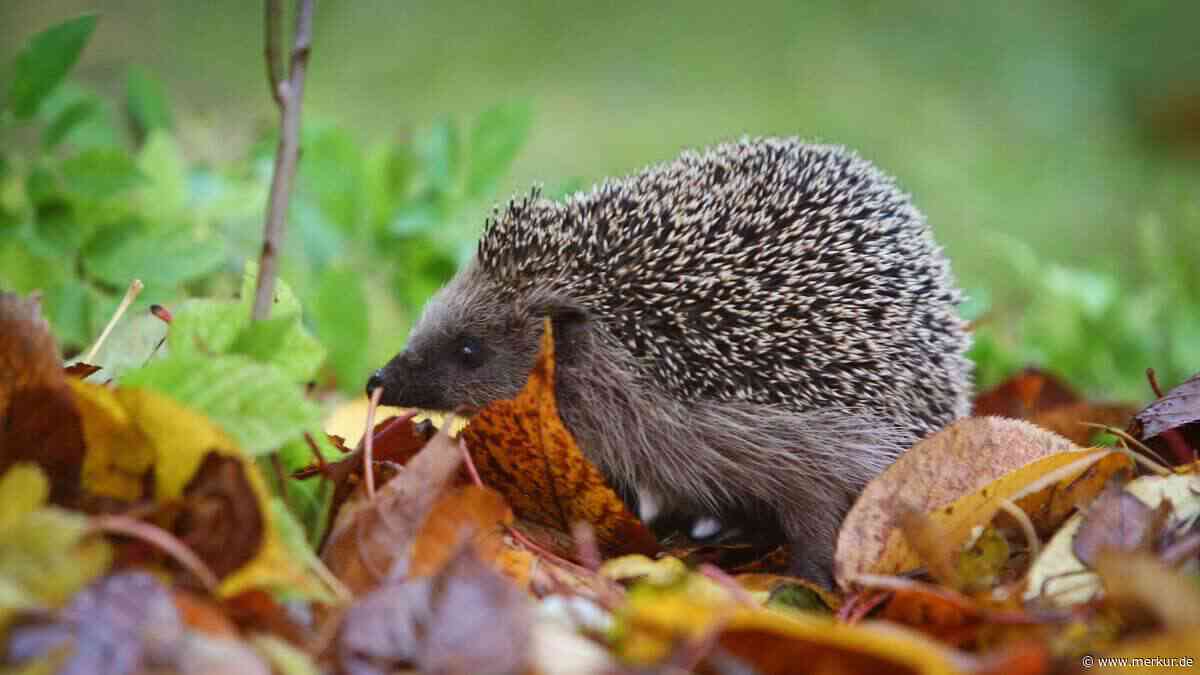 Löcher im Rasen über Nacht? Woran Sie erkennen, dass ein Igel zu Besuch war