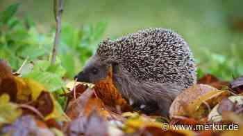 Löcher im Rasen über Nacht? Woran Sie erkennen, dass ein Igel zu Besuch war