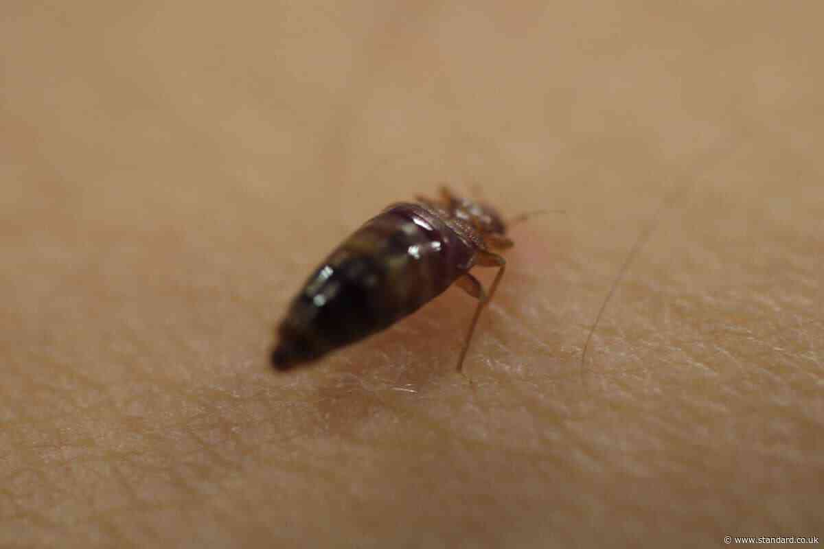 London's biggest bed bug hotspots revealed as capital dominates UK call-outs league table